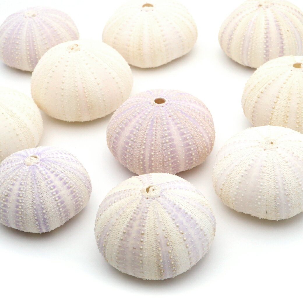 楽天市場】貝殻 パイプウニの通販