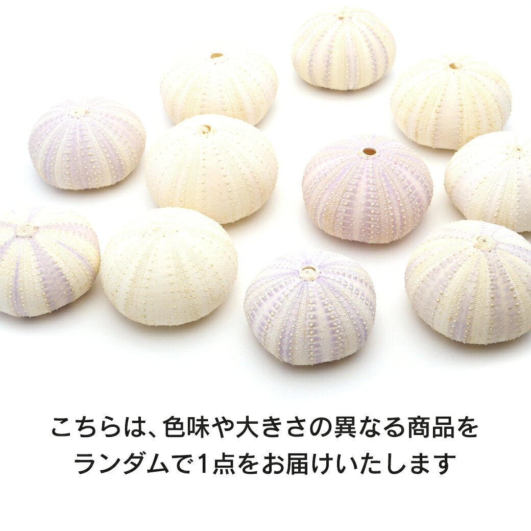 ウニ 殻 パーツ 貝殻 1個 シラヒゲウニ バイオレットウーチン 4-5cm前後 ランダム...