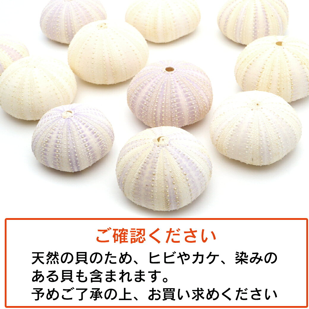 ウニ 殻 パーツ 貝殻 1個 シラヒゲウニ バイオレットウーチン 4-5cm前後 ランダム...