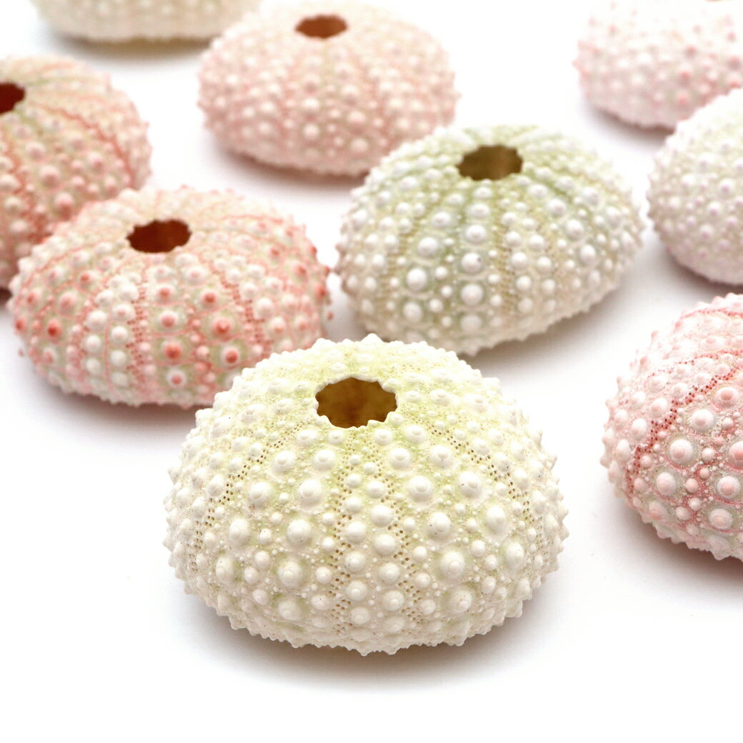 ウニ 殻 パーツ 貝殻 1個 ツマジロナガウニ ウーチン 2-3cm前後 ランダム...