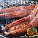 ギフト スタミナ うなぎ 国産 送料無料 薩摩川内鰻蒲焼 (大) 無頭3尾 セット 冷凍発送 鰻 ウナギ 鹿児島 手土産