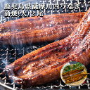 ギフト スタミナ 国産 うなぎ 送料無料 薩摩川内鰻蒲焼 (大) 無頭2尾 セット 冷凍発送 鰻 ウナギ 鹿児島 手土産