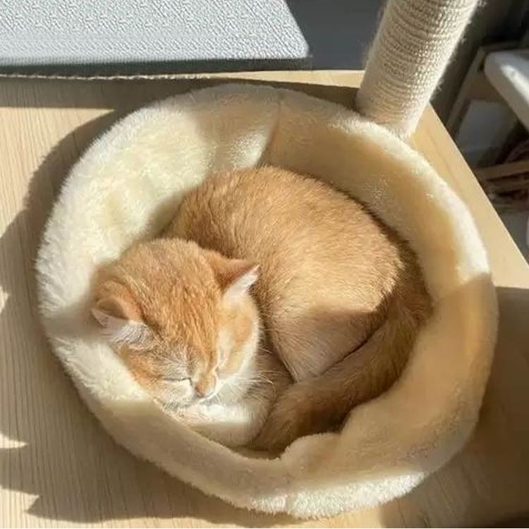 宇宙船 2枚セット 猫 猫 冬 マット 宇宙船用 追加パーツ 猫 マットクリアボウル用 ...