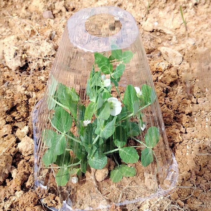 苗カバー 50個セット 苗ドーム 苗キャップ 苗ガード 保護カバー 風除け 霜除け 虫...