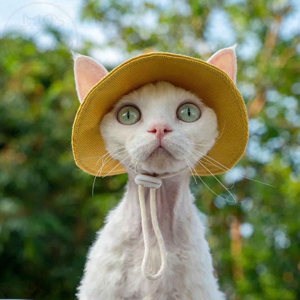 ハロウィン かぼちゃ ペット用品 ペットウェア ペット服 オレンジ リボン 犬 猫 飾り サロン トリマー オススメ パンプキン 帽子 ケープ フリース あったかい 柔らかい 人気 ダックス プードル かわいい 犬の服 秋 冬 プレゼント インスタ パーティ チョーカー SSサイズ 業務用 可愛い コスプレ ウィッグ付き マント ロリータ 貴族 小型犬 ワンピース 洋服 短納期 魔法使い パーティー 女の子 男の子 変身 スパイダー ドッグウェア 夏 送料無料 涼しい 王様 王子様 S M L XL 3点セット カッコイイ おもしろい 仮装 衣装 犬猫 中型犬 大型犬 魔女 変身 おもしろグッズ クリスマス イベント 写真撮影 つなぎ コウモリ パーカー アウター コート XS〜XLサイズ ドッグ服 猫服 変身 耳付き 着ぐるみ 撮影 チュールワンピ お化け 猫用 超絶キュン 首輪 ネクタイ バンダナ ガーランド 誕生日 しつけ首輪 痛くない 猫の首輪 着せ替え 襟かざり 首かざり かぶり物 サンタ デニム 服 デニムスカート 小型犬 中型犬 大型犬 Tシャツ フード付き パーカー 裏起毛 オールシーズン ギフト ハンガー 春 夏 秋 冬 定番 おしゃれ 可愛い 柴犬 お洋服 ペットグッズ かわいい お散歩 お出かけ 室内 防風 保温 お揃い 洗える 暖かい ペットベッド ペットソファ クッション マット 滑り止め もこもこ ふかふか 通気性抜群 寝心地いい 破れにくい 四季通用 軽量 脱着簡単 丈夫 安全