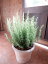 ローズマリーの大株寄せ植え♪アンティーク風のテラコッタ陶器鉢植え♪シンプル仕上げで手間要らず♪タイプ5【送料無料】【楽ギフ_包装】【楽ギフ_メッセ入力】