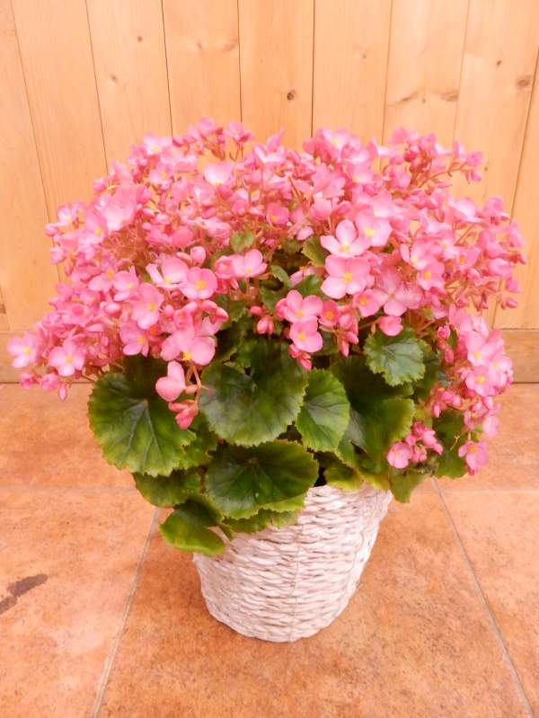 ベゴニア ラブミー ピンクの花でオシャレな人に♪籐カゴ（バスケット入り）付きのお得セット価格【楽ギフ_包装】【楽ギフ_メッセ入力】【送料無料】ベコニア べこにあ LOVE ME