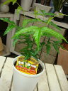 【節電対策】ミラクルニームの木♪4号鉢植え 自分流のガーデニングに仕上げて下さい♪植え替え・寄せかご・寄せ植えなどに♪【害虫対策・防虫効果・虫よけ】エディブルフ...