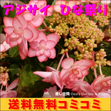 母の日 ギフト アジサイ ひな祭り（ひなまつり）♪5号鉢植えお母さんがホッとする色です♪プレゼントに喜ばれるお人形さんにたいな温もりの赤い紫陽花バスケット＆ラッピング＆リボン付きフラワーギフト あじさい 花鉢【2021年母の日特集 鉢花 早割 送料無料】