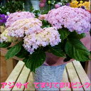 紫陽花 てまりてまり 母の日 ギフト アジサイ てまりてまり ピンク 5号鉢植え プレゼントに喜ばれる鮮やかな色合いの紫陽花♪籐カゴ＆ラッピング＆リボン付きフラワーギフト フリーメッセージ承り中♪数量限定 花 送料無料 あじさい 花鉢【母の日特集 2024年度 鉢花】花 送料無料