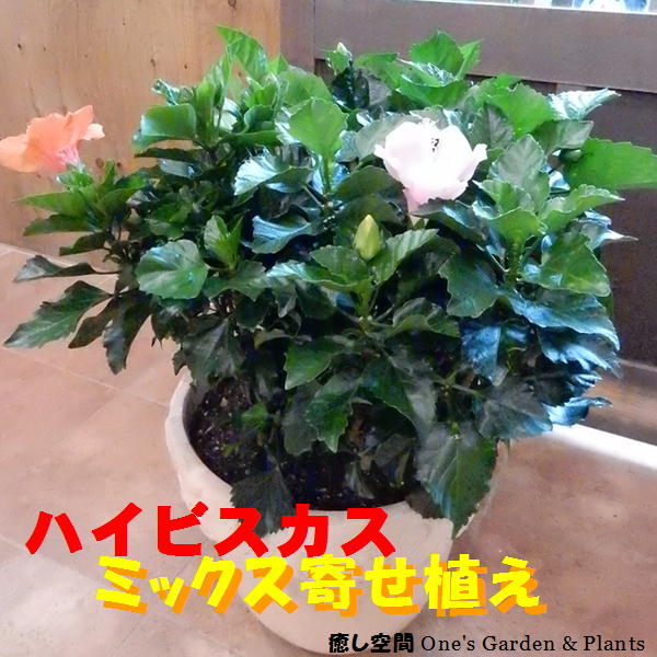 ハイビスカス 大株ボリューム仕上げ 人気のアソート（ミックス系）寄せ植え テラコッタ陶器鉢植え L-サイズ今日は何色が咲くかな〜♪花のおみくじを♪ハワイ大好き♪夏の代表♪【送料無料】