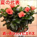 【サマーギフト 夏の季節 】ハイビスカス 大株ボリューム仕上げ 真っ赤に仕上げた寄せ植え♪今日は何個が咲くかな~♪プラスチック鉢植えで軽量化 L-サイズ 夏の代表♪誕生日、開店祝い、新築祝い、フラワーギフト 花 お届け指定 送料無料