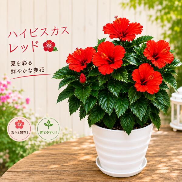 楽天市場】お見舞い（種類（植物）ハイビスカス）（花・ガーデン・DIY