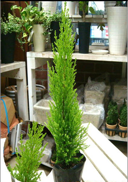 ゴールドクレスト　3号ポット苗 苗木自分流のガーデニングに仕上げて下さい♪ちょっとしたクリスマスツ..