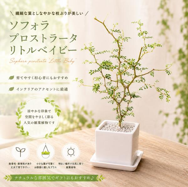 ソフォラ プロストラータ リトルベイビー　ミニ観葉タイプホワイトインテリア陶器鉢 受け皿付き♪クネクネして面白く葉っぱがとても小さいです♪【楽ギフ_メッセ入力】【ミニ観葉植物】『One's Gardenオリジナル作成 植え替え済みで高級感』