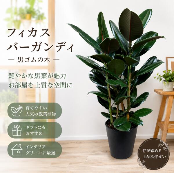 楽天市場】植物 7号 ゴムの木の通販
