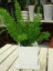 アスパラガス メイリー♪スタイリッシュな観葉植物♪ふわふわ感が可愛い♪場所取らずでちょこっと置くだけ♪プレゼントや景品にも♪ミニ観葉植物サイズ♪モダン風アジアンテイスト♪