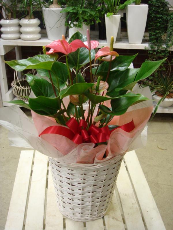 楽天市場】観葉植物 アンスリウム(鉢花|花・観葉植物):花 楽天市場】観葉植物 アンスリウム(鉢花|花・観葉植物):花