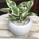 ポトス エンジョイ ホワイトインテリア陶器鉢 受け皿付きスタイリッシュな観葉植物♪場所取らずでちょこっと置くだけ♪誕生日やプレゼントや景品にも♪モダン風アジアン...