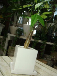 パキラ♪場所取らずでちょこっと置くだけ♪プレゼントや景品にも♪ミニ観葉植物サイズ♪モダン風アジアンテイスト♪