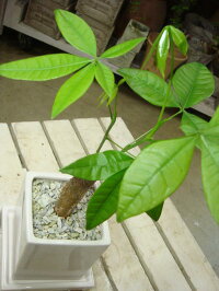 パキラ♪場所取らずでちょこっと置くだけ♪プレゼントや景品にも♪ミニ観葉植物サイズ♪モダン風アジアンテイスト♪