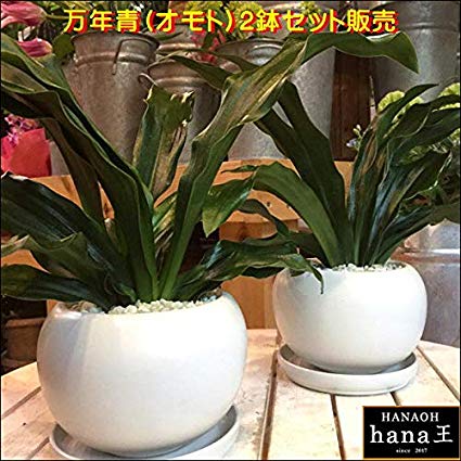 楽天癒し空間 One’s Garden＆Plants万年青（オモト）有田 2鉢セットのお買い得販売♪和風の和み♪テーブルサイズ（S-サイズ）インテリア陶器鉢植え 受け皿付き 弊社植え替え済みお祝い事に♪引越し祝い、新築祝い♪引っ越しはオモトを最初に♪日本文化を【楽ギフ_メッセ入力】