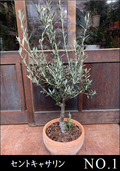 ꡼֤ ͥХǥ֥󥳡ߥå󡢥åץåΡԥѢƥ饳åƫȭؤѤ ϼ/soujiڸ/̿ʪ侦ʡ̵ۡۼ̿θ1ĤκʢŹˤ ۽ˤ ץ쥼Ȥˤ