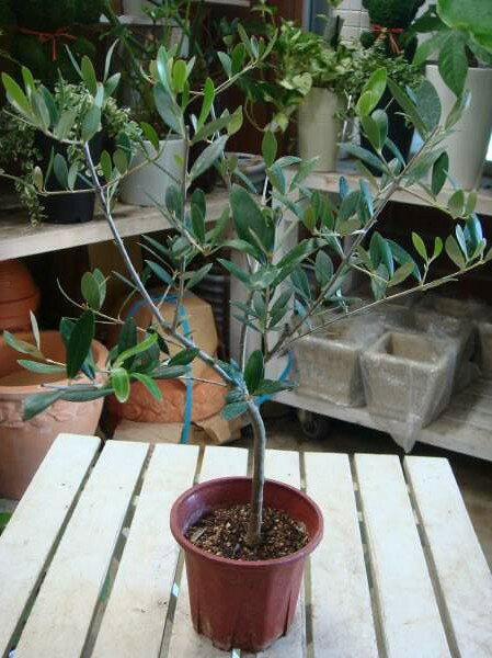 Olive - オリーブの木　4号鉢　ピンチ物（分枝済み）　大きく育てて自分流のガーデニングに仕上げて下さい♪植え替え・寄せかご・寄せ植えなどに♪【SOUJU/創樹】