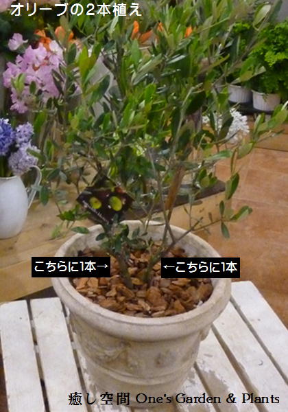 オリーブ 【送料無料】オリーブの木 2本寄せ植え Oli-me（オリーミー）タイプ2品種違いで実が付きやすい イタリアンカフェの入口やモデルハウスなどに♪アンティーク風テラコッタ陶器鉢植え仕上げ一軒家やショップさんのシンボルツリー新築祝いにも♪【送料無料】