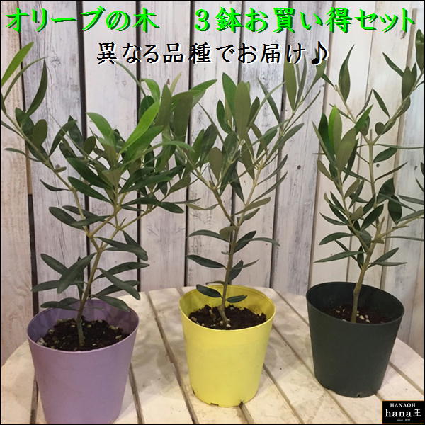 オリーブの木 3．5号鉢植え ポット