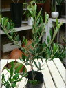 楽天癒し空間 One’s Garden＆Plantsオリーブの木　3．5号ポット（苗）　ピンチ物（枝ぶりを良くする処理）　自分流のガーデニングに仕上げて下さい♪植え替え・寄せかご・寄せ植えなどに♪大きく育てて下さいネ♪オリーブ 苗木