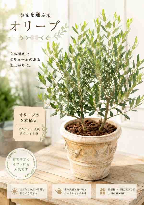 Rakuten - オリーブの木 2本寄せ植え Oli-me（オリーミー）タイプ2品種違いで実が付きやすい イタリアンカフェの入口やモデルハウスなどに♪アンティーク風テラコッタ陶器鉢植え仕上げシンボルツリー新築祝い、誕生日やお祝い、プレゼント新築祝いにも♪【送料無料】