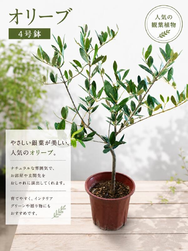 Rakuten - オリーブの木　4号鉢　ピンチ物（分枝済み）　大きく育てて自分流のガーデニングに仕上げて下さい♪植え替え・寄せかご・寄せ植えなどに♪【SOUJU/創樹】