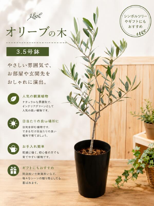 Rakuten - オリーブの木　 3．5号鉢植え A品 ピンチ物（枝ぶりを良くする処理）自分流のガーデニングに仕上げて下さい♪植え替え・寄せかご・寄せ植えなどに♪大きく育てて下さいネ♪【SOUJU/創樹】