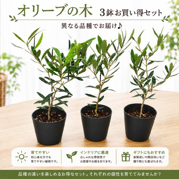 楽天市場】アマゾンオリーブ（花・ガーデン・DIY）の通販