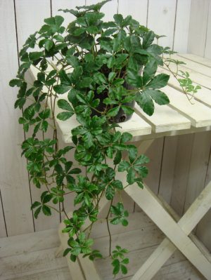 シッサスシュガーバイン 2．5～3号 ポット 苗 自分流の室内空間に植え替えして仕上げて下さい♪アジアンチックやモダン風 トロピカル風のインテリア寄せ植えなどにも♪インテリアに人気の観葉植物