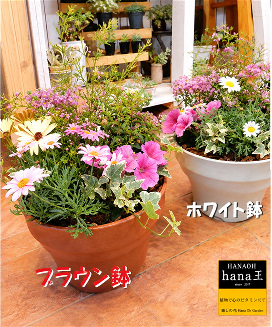 ΦΦΦΦΦΦΦ　商品説明 ΦΦΦΦΦΦΦ ■季節の寄せ植えのご紹介♪ ■玄関先や会社やお店やベランダなどに置いてお楽しみください。 ■季節の寄せ植えは見てるだけで存在感があります。 ■玄関先に飾ればとても目立ちますよ♪もちろん、プレゼントなどにも喜ばれます。 ■お客様の愛情で寄せ植えはとても良くなり、今の季節を楽しませてくれます。 ■人と植物は生活を共にする自然な空間作りにオススメします。 ■玄関前に寄せ植えを飾ると落ちついたりするのも寄せ植えの効果かもしれませんね。 ■お客様からプレゼントにも手ごろなのでご好評です。 ■空間に花を置くと和んできます。 ■玄関前を見渡すと、こんなとこに、あんなとこに寄せ植えがあればな〜♪っと思うところがきっとあると思いますよ。 ■寄せ植えは季節を感じる身近なアイテムです。 　　　　　　　　　　　　　【季節の寄せ植えの内容】 植えている植物 お花畑の寄せ植え　M-サイズ 季節の旬の花を使用しております。 ※写真の画像はサンプル写真です。 植物の内容・色が季節の植物に変更致します。 ご了承ください 全体の大きさ 高さ　約40センチ〜　横　約35センチ〜 鉢の素材・大きさ 丸型の軽量化プラスチック製 鉢サイズ　直径30センチ、縦17センチ ☆鉢のカラーをお選びください 管理方法 玄関などの日の当たる場所に置いてください。 水は土の表面が乾いたらたっぷり与えてください。 植物を元気に育てたい方は肥料をオススメします。 こちら←土・肥料　 ■この寄せ植えはOne' Garden &amp; Plantsオリジナル培養土で作成しております。追肥としてアルゴフラッシュ及びハイポネックスを与えています。 ■送料無料になりますのでお得です♪♪ 『24時間ご注文承っております』 ※営業時間外及び、定休日は翌日のご連絡になりますのでご了承ください。 ΦΦΦΦΦΦΦ　コメント ΦΦΦΦΦΦΦ ■お荷物が到着の際は直ぐに商品を取り出して環境の良いところに飾ってください。（長い間、箱に入っていますので） ■水は乾かない程度に与えてますが、表面が乾いていれば、すぐ与えて下さい。 『このような日にご利用されています』 【自分へのご褒美】【お歳暮】【プレゼント】【ギフト】【結婚祝い】【お祝い】【母の日】【出産祝い】【退職祝い】【バレンタインデー】【お誕生日】【結婚記念日】【開店祝い】【新築祝い】【贈呈花】【送別祝い】【内祝い】【入学祝い】【卒業祝い】【引越し祝い】 【お礼】【自宅用】【贈答用】【記念日】【お見舞い】【クリスマス】【ピアノの発表会】【敬老の日】【お中元】【御歳暮】【父の日】【ホワイトデー】ΦΦΦΦΦΦΦ　ギフトの花や観葉植物で感謝の気持ちを ΦΦΦΦΦΦΦ ■いつもお世話になっているお客様や御親戚、開店のお祝い、新築のお祝いや入学祝いなど特別な日に。 花や観葉植物をギフトボックスでご指定の配送日時に配達致します。 ■お客様の気持ちが伝わる日だと思います。 ■開店祝いや新築祝いに花や観葉植物を置くと空間のディスプレイにもイメージがよくなりますね。 気持ちも癒されてとてもリラックスしてくれることでしょう。 ■お部屋やオフィスや店舗等に置かれ、インテリアとして人々の目を楽しませ、癒してくれます。 ■空間に緑を置くと和んできます。 ■自分へのごほうびにもいかがでしょうか？ ■存在感があります。グリーンの観葉植物や鮮やかな花をリビングに飾ればとても癒されますよ。 観葉植物は→こちら 気持ちをこめて・・・　そして・・・　お届けします♪ メッセージカード♪ お客様の気持ちをメッセージカードに仕上げております。 いつもお世話になっている方、遠く離れた両親へ♪ 言葉では照れくさくて言えないけど、メッセージカードで伝えたい♪気持ちのこもったコメントを・・・♪ 立て札♪ 御歳暮・お祝い・開店祝いなど贈り物に色々な立て札をご用意致しております。お客様の気持ちを立て札にご記入致しております。 ※ご希望のお客様は注文画面STEP3よりご記入下さい ※メッセージカード・立て札は無料です。気持ちのこもったコメントをお待ちしております♪ 『このような日にご利用されています』 【自分へのご褒美】【お歳暮】【プレゼント】【ギフト】【結婚祝い】【お祝い】【母の日】【出産祝い】【退職祝い】【バレンタインデー】【お誕生日】【結婚記念日】【開店祝い】【新築祝い】【贈呈花】【送別祝い】【内祝い】【入学祝い】【卒業祝い】【引越し祝い】 【お礼】【自宅用】【贈答用】【記念日】【お見舞い】【クリスマス】【ピアノの発表会】【敬老の日】【お中元】【御歳暮】【父の日】【ホワイトデー】