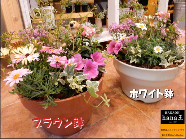 季節の寄せ植えシリーズ お花畑♪旬のお花たちを使用してデザイナーおまかせで作成致します♪M-サイズプラスチック製で軽量化 鉢カラーをお選びください♪おまかせピック付き♪【楽ギフ_包装】【楽ギフ_メッセ入力】【送料無料】