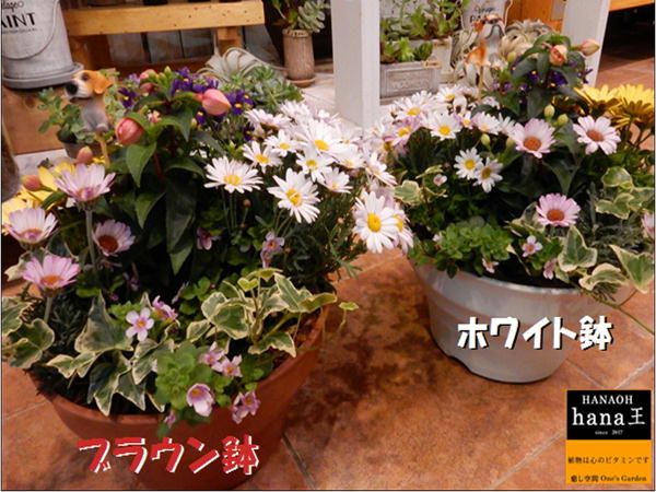 【季節の花 ギフト特集 送料無料】寄せ植えシリーズ お花畑♪旬のお花たちを使用してデザイナーおまかせで作成致します♪S-サイズ セット植え 鉢プラスチック製で軽量化 鉢カラーをお選びください♪おまかせピック付き♪開店祝い 新築祝いに