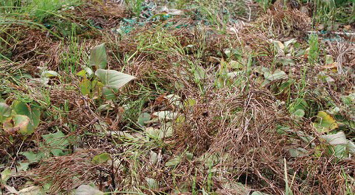 アイリスオーヤマ 速効除草剤 4L SJS−4L ガーデン エクステリア 宅地 駐車場 工場敷地 のり面 除草剤 即効性 比農耕地用 ストレートタイプ 一般雑草 スギナ 【返品・キャンセル不可】 514647