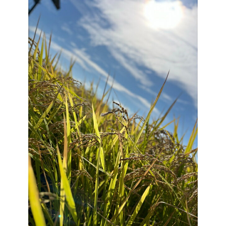 【送料無料】淡路島米【令和7年度産】 お米30キロ 淡路島 こしひかり コシヒカリ　精米済み　オニオン魂 山本商店　送料無料