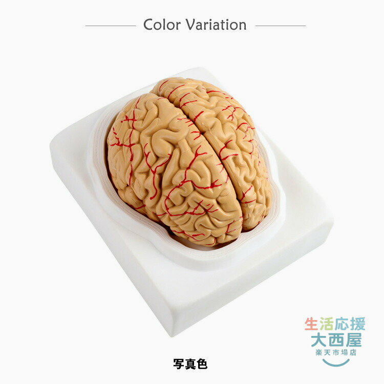 ＼店内SALE開催中/ 脳解剖模型 8パーツ取...の紹介画像2