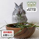 【5月15日まで!エントリー&2個購入でポイント5倍】【送料無料&選べる個数】イタリアンライグラス うさぎさんの頬張る緑の乾燥イタリアンライグラス 40g うっ...