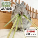 【5月15日まで♪エントリー&2個購入でポイント5倍!3個購入でポイント10倍】オーツヘイ うさぎさんの頬張る緑の乾燥オーツヘイ ストレート 70g うっ滞予防...