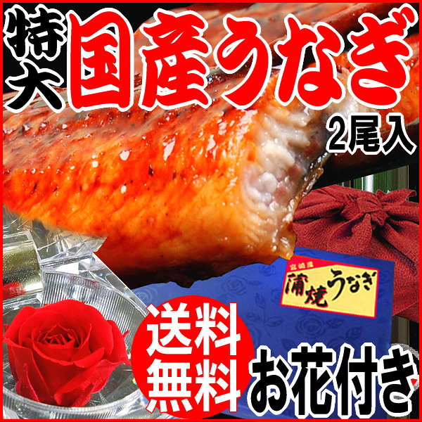 父の日 父の日ギフト にも 送料無料 花 プリザ うなぎ 蒲焼き 国内産 鰻 BIG【国産】 国内産 炭火焼 うなぎ蒲焼 特大2尾入 宮崎県産・鹿児島県産※蒲焼のタレ付【楽ギフ_のし宛書】誕生日 内祝い お祝い ウナギ/土用/丑の日