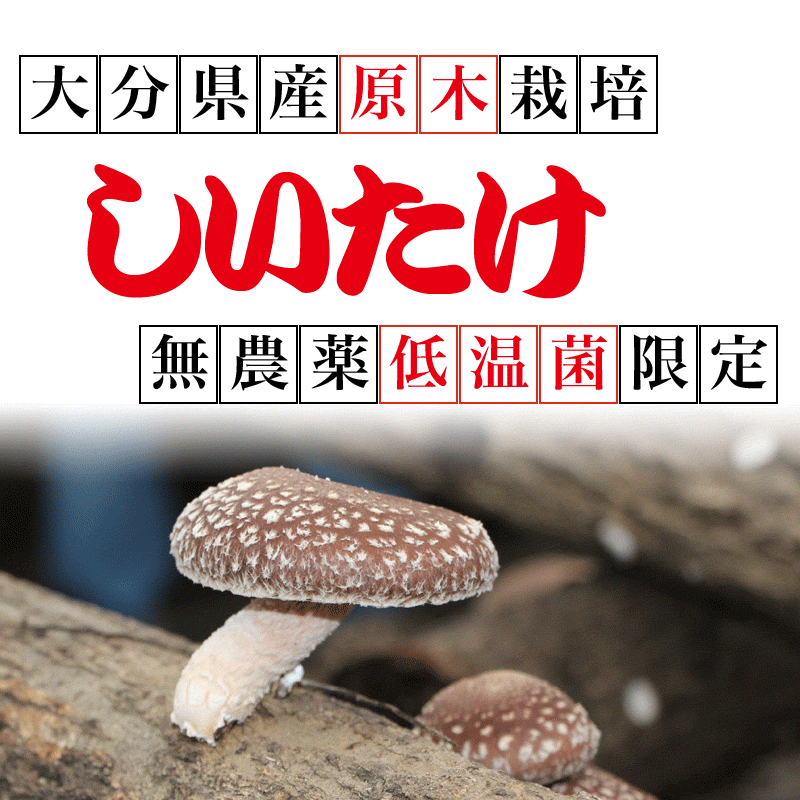 しいたけ 国産 椎茸 粉末 100g×5袋 粗めの粉末 メール便限定 送料無料　エリタデニン　無添加