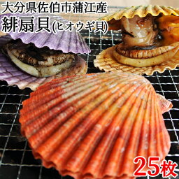 大分県佐伯市蒲江産 まるとの緋扇貝(ヒオウギガイ) 25枚 まると水産【包装不可】【送料込】