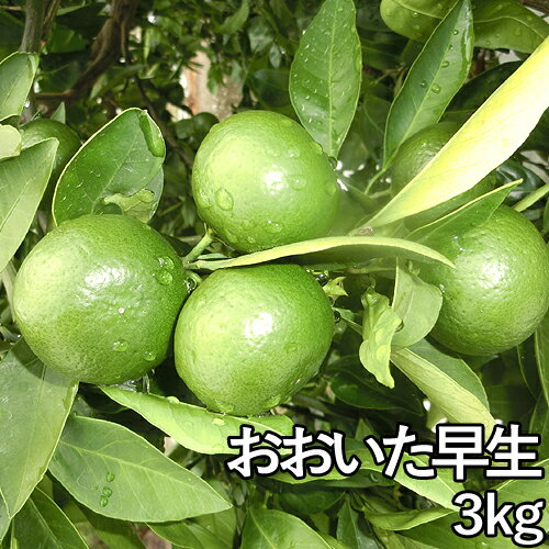 【季節限定】大分県杵築市産 おおいた早生 (秀品) 3kg ごくわせ 木戸農園【送料込】 KTKのサムネイル