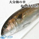 大分の海 蒲江で獲れた かんぱち 1匹(約4kg) 黒潮海産 トキハインダストリー【送料込】 OIKI