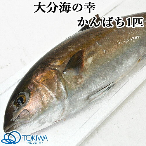 大分の海 蒲江で獲れた かんぱち 1匹 約4kg 黒潮海産 トキハインダストリー 豊後牛 送料無料 おんせん県おおいた 大分の海 Online 1匹 約4kg Shop